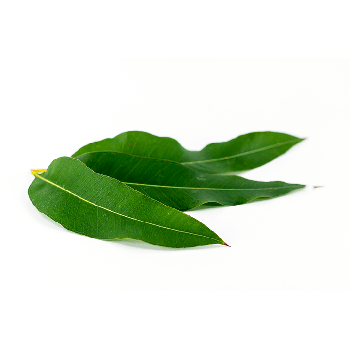 Eucalyptus globulus kot del Artovitel